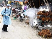 Bóng đá anh, ngoại hạng anh, lịch thi đấu euro 2012, Xuất hiện dịch cúm gia cầm H5N1 tại Vĩnh Phúc 